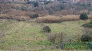 prima dello sfalcio dell'erba nella vallata 1