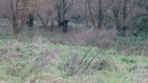 prima dello sfalcio dell'erba nella vallata 2